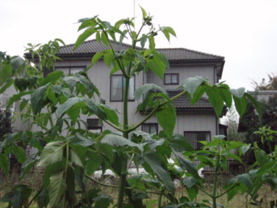 20091117062510