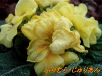 f:id:bluemoonbell:20091222070854j:image:left f:id:bluemoonbell:20091222070854j:image:left