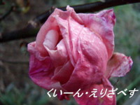 f:id:bluemoonbell:20091222070935j:image f:id:bluemoonbell:20091222070935j:image