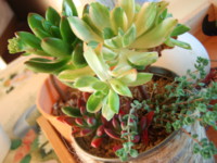 f:id:bluemoonbell:20100114083310j:image