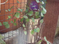 f:id:bluemoonbell:20100120130133j:image:left