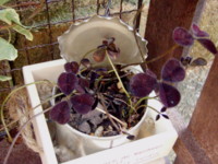 f:id:bluemoonbell:20100120130222j:image
