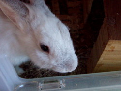 f:id:bluemoonbell:20100205144008j:image:left