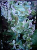 20100210063231