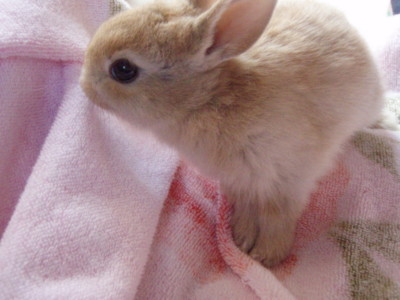 f:id:bluemoonbell:20100224135528j:image:left