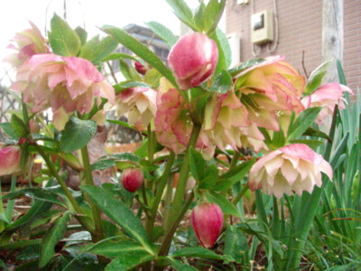 f:id:bluemoonbell:20100306073252j:image