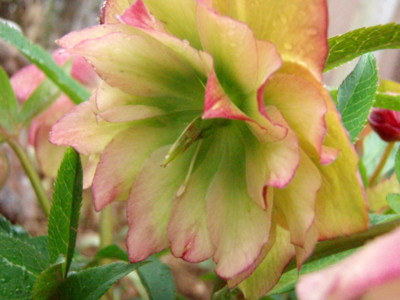 f:id:bluemoonbell:20100306073306j:image
