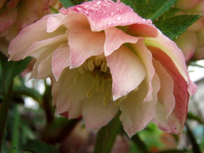 f:id:bluemoonbell:20100306073336j:image