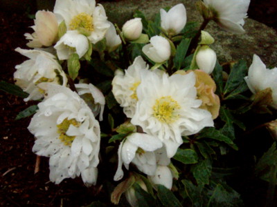 f:id:bluemoonbell:20100306073357j:image