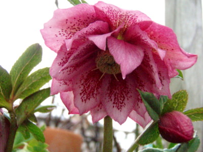 f:id:bluemoonbell:20100306073414j:image