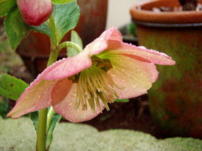 f:id:bluemoonbell:20100306073427j:image