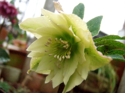 f:id:bluemoonbell:20100306073436j:image