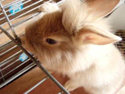 f:id:bluemoonbell:20100318125856j:image