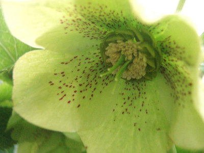 f:id:bluemoonbell:20100329072201j:image