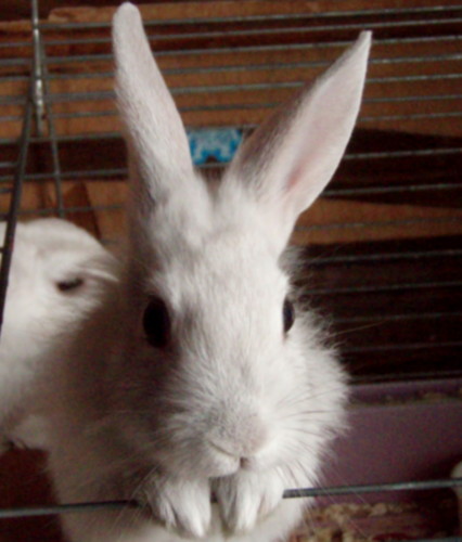 f:id:bluemoonbell:20100329073725j:image