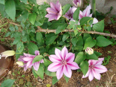 f:id:bluemoonbell:20100504062542j:image