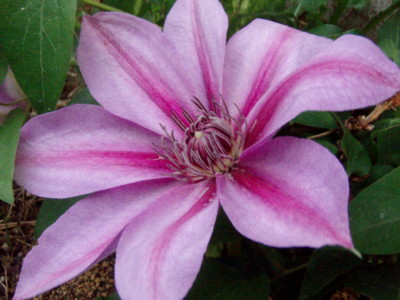 f:id:bluemoonbell:20100504062607j:image