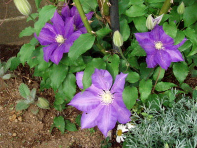 f:id:bluemoonbell:20100507064350j:image