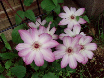 f:id:bluemoonbell:20100507064415j:image