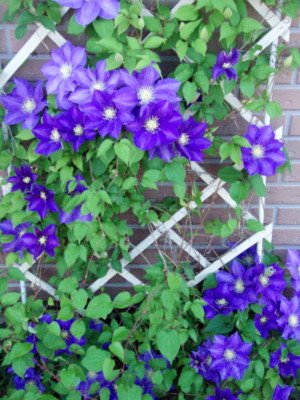 f:id:bluemoonbell:20100508065845j:image:left