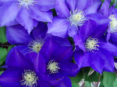 f:id:bluemoonbell:20100508065954j:image