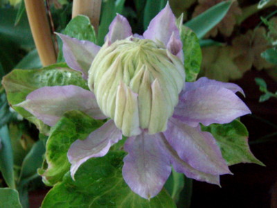 f:id:bluemoonbell:20100508070153j:image