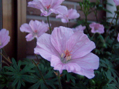 f:id:bluemoonbell:20100509170442j:image