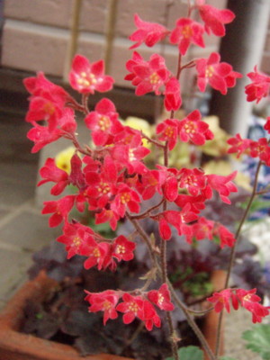 f:id:bluemoonbell:20100511063458j:image