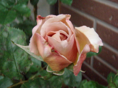 f:id:bluemoonbell:20100512134223j:image