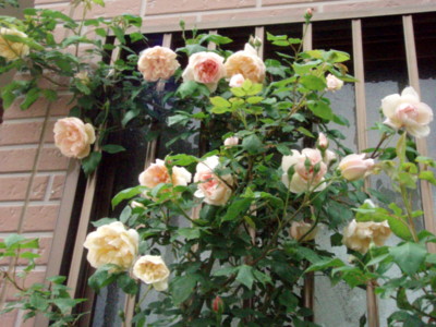f:id:bluemoonbell:20100512134253j:image