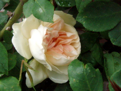 f:id:bluemoonbell:20100512134305j:image