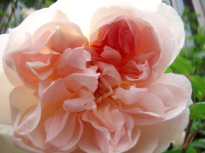 f:id:bluemoonbell:20100512134328j:image