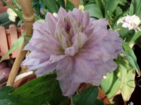 f:id:bluemoonbell:20100512134601j:image:left