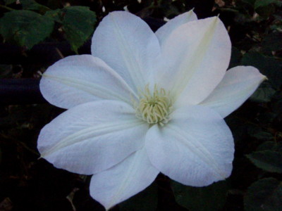 f:id:bluemoonbell:20100512174936j:image