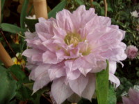 f:id:bluemoonbell:20100514133654j:image