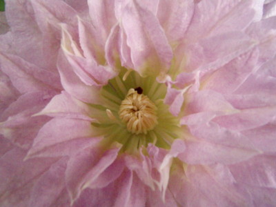 f:id:bluemoonbell:20100514133702j:image