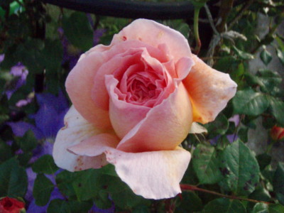 f:id:bluemoonbell:20100516055637j:image