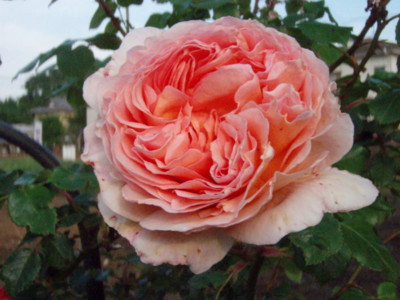 f:id:bluemoonbell:20100516055702j:image