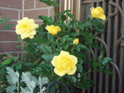 f:id:bluemoonbell:20100518063348j:image