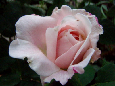 f:id:bluemoonbell:20100519061033j:image