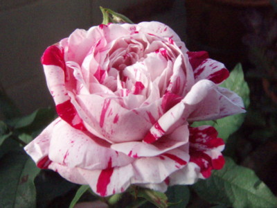 f:id:bluemoonbell:20100519061123j:image