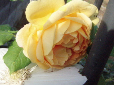 f:id:bluemoonbell:20100519061204j:image