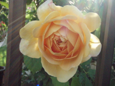 f:id:bluemoonbell:20100519061224j:image
