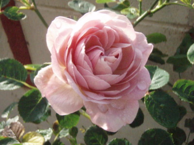 20100521063114