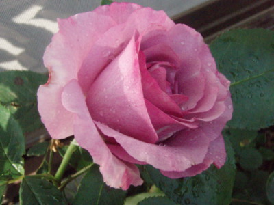 f:id:bluemoonbell:20100521063156j:image