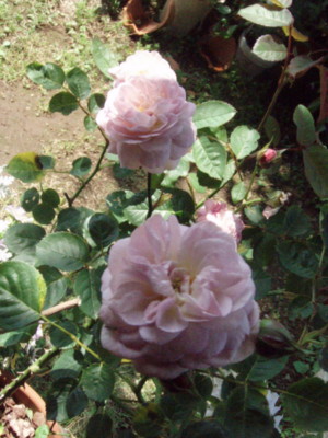 20100521133902