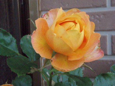 f:id:bluemoonbell:20100521134047j:image