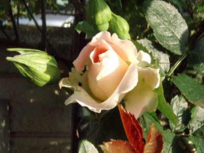 f:id:bluemoonbell:20100522060221j:image