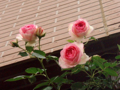 f:id:bluemoonbell:20100522165124j:image