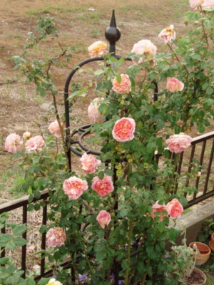 f:id:bluemoonbell:20100522165413j:image:left
